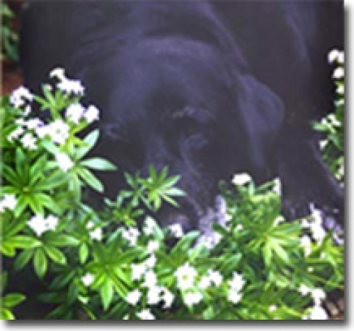 Black Dog Lodge Black Dog Lodge